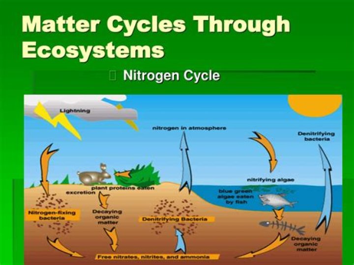 how is matter cycled through an ecosystem