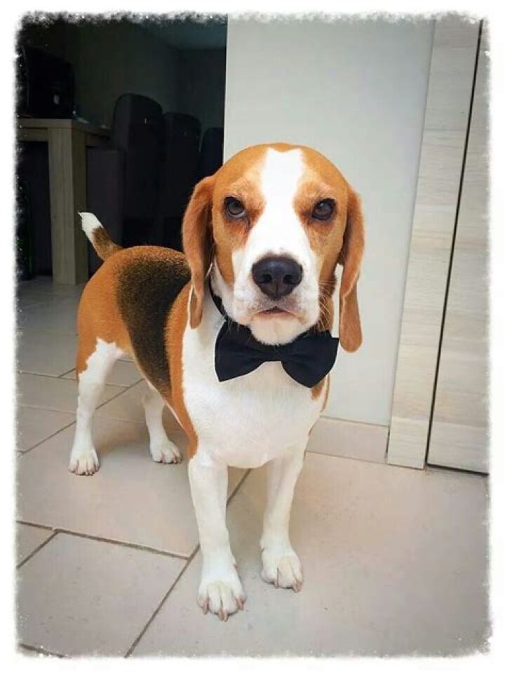 Louie the Beagle
